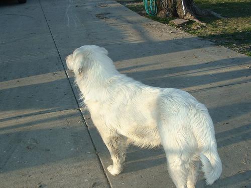 https://images.dog.ceo/breeds/pyrenees/n02111500_8915.jpg