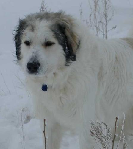 https://images.dog.ceo/breeds/pyrenees/n02111500_9000.jpg