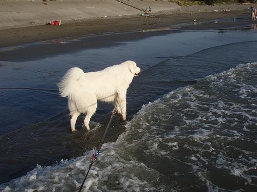 https://images.dog.ceo/breeds/pyrenees/n02111500_9003.jpg