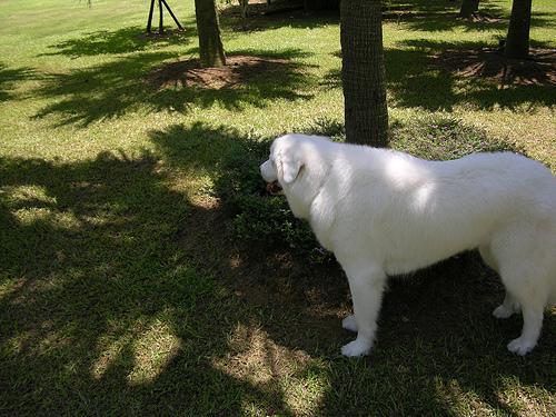 https://images.dog.ceo/breeds/pyrenees/n02111500_9018.jpg