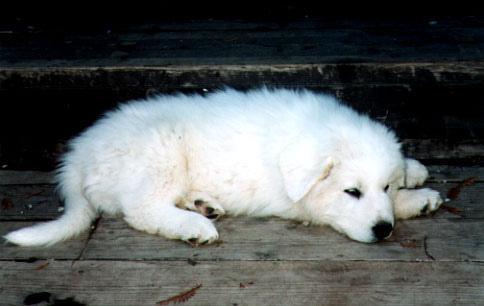 https://images.dog.ceo/breeds/pyrenees/n02111500_9298.jpg