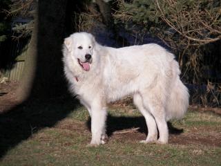 https://images.dog.ceo/breeds/pyrenees/n02111500_9306.jpg