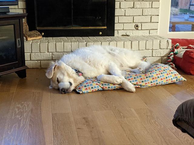 https://images.dog.ceo/breeds/pyrenees/oslo2.jpg