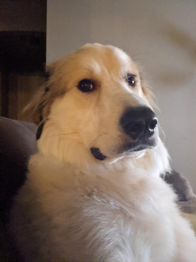 https://images.dog.ceo/breeds/pyrenees/sarge1.jpg