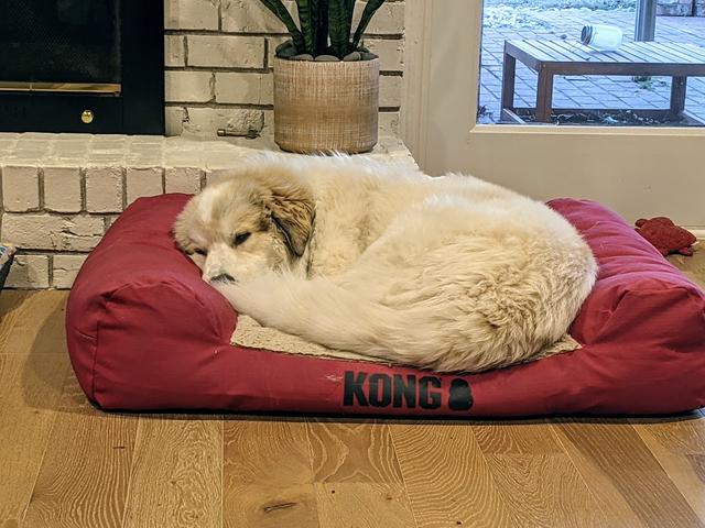 https://images.dog.ceo/breeds/pyrenees/sarge2.jpg