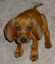 https://images.dog.ceo/breeds/redbone/n02090379_3320.jpg