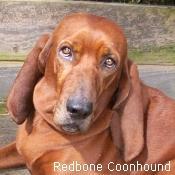 https://images.dog.ceo/breeds/redbone/n02090379_5005.jpg