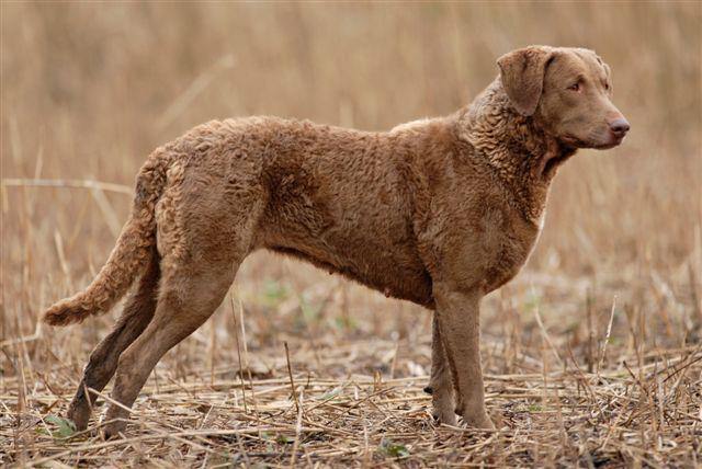 https://images.dog.ceo/breeds/retriever-chesapeake/n02099849_1115.jpg