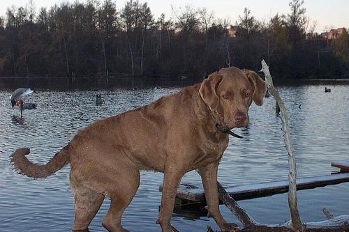 https://images.dog.ceo/breeds/retriever-chesapeake/n02099849_130.jpg