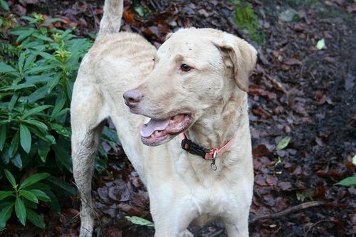 https://images.dog.ceo/breeds/retriever-chesapeake/n02099849_1349.jpg