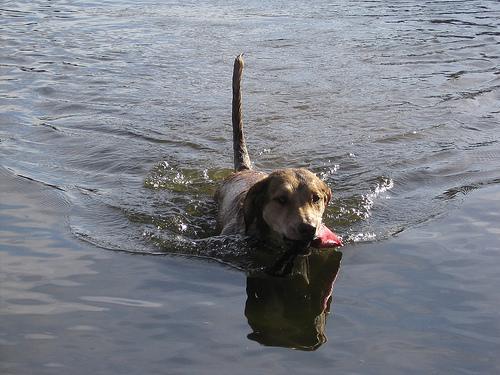 https://images.dog.ceo/breeds/retriever-chesapeake/n02099849_1472.jpg