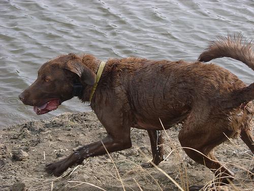 https://images.dog.ceo/breeds/retriever-chesapeake/n02099849_2416.jpg