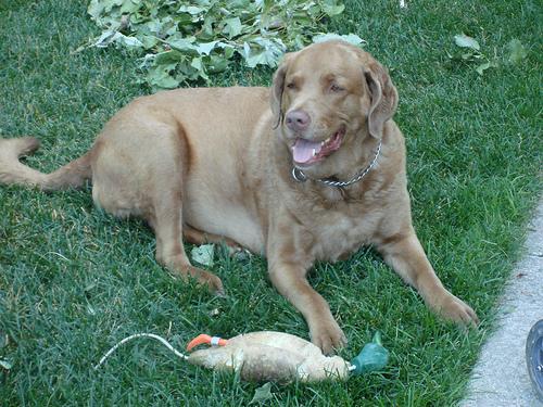 https://images.dog.ceo/breeds/retriever-chesapeake/n02099849_2462.jpg