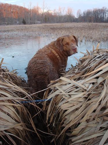 https://images.dog.ceo/breeds/retriever-chesapeake/n02099849_2612.jpg