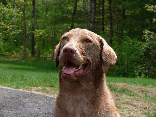 https://images.dog.ceo/breeds/retriever-chesapeake/n02099849_435.jpg