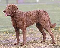 https://images.dog.ceo/breeds/retriever-chesapeake/n02099849_501.jpg