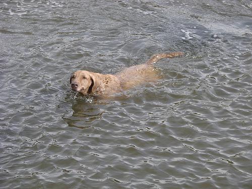 https://images.dog.ceo/breeds/retriever-chesapeake/n02099849_727.jpg