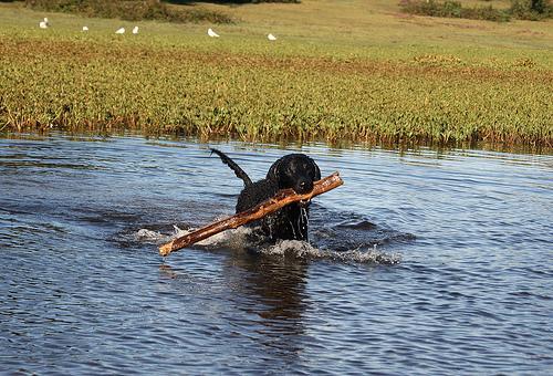 https://images.dog.ceo/breeds/retriever-curly/n02099429_3033.jpg