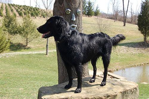 https://images.dog.ceo/breeds/retriever-flatcoated/n02099267_838.jpg