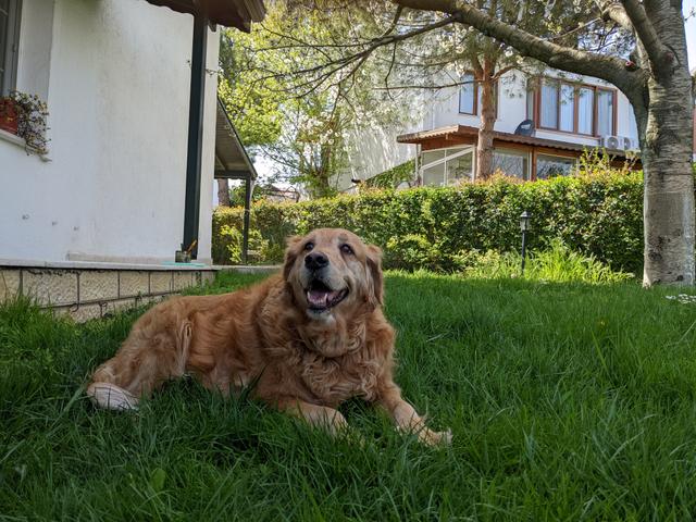 https://images.dog.ceo/breeds/retriever-golden/PXL_20220424_121025943.MP.jpg