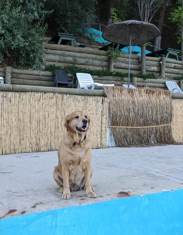 https://images.dog.ceo/breeds/retriever-golden/PXL_20220624_150113115.MP_2.jpg