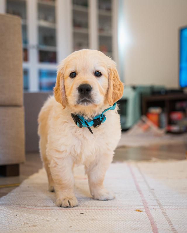 https://images.dog.ceo/breeds/retriever-golden/Z6A_3963_200731.jpg