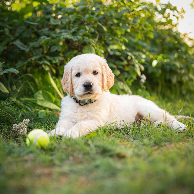 https://images.dog.ceo/breeds/retriever-golden/Z6A_4068_200803.jpg