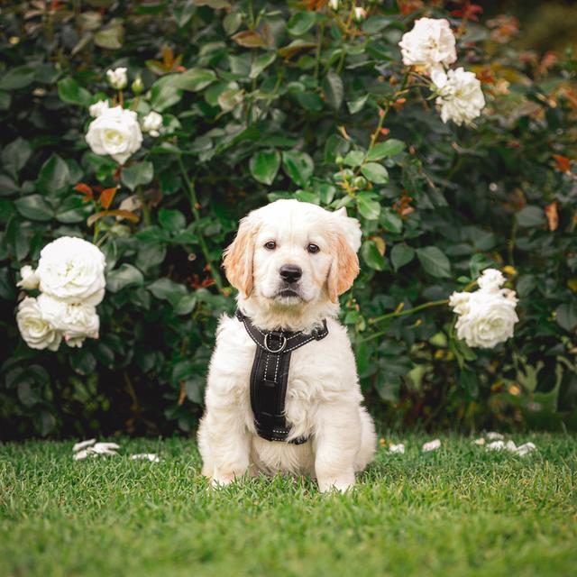 https://images.dog.ceo/breeds/retriever-golden/Z6A_4459-Edit_200808.jpg