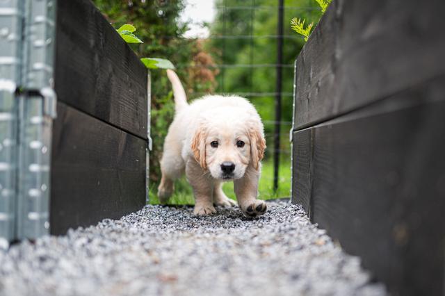 https://images.dog.ceo/breeds/retriever-golden/Z6A_4650_200812.jpg