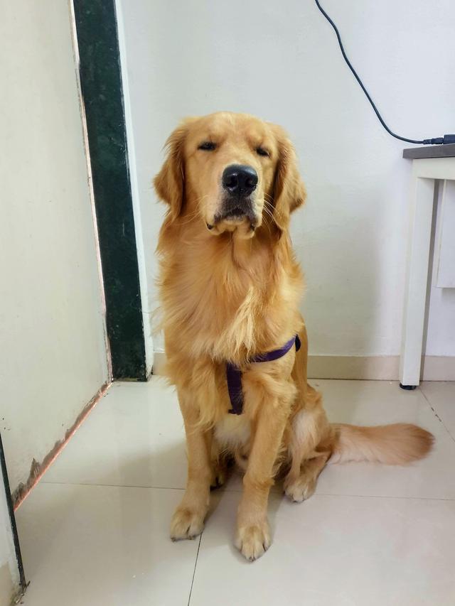 https://images.dog.ceo/breeds/retriever-golden/joey_20210805_130226.jpg