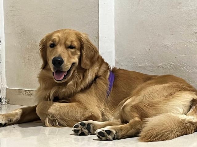 https://images.dog.ceo/breeds/retriever-golden/joey_IMG_0261.jpg