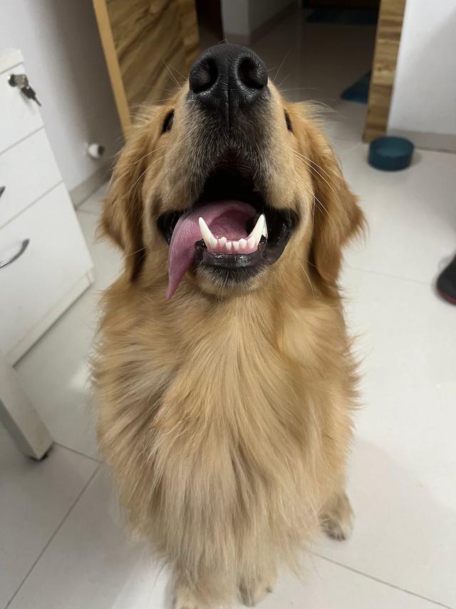 https://images.dog.ceo/breeds/retriever-golden/joey_IMG_0628.jpg