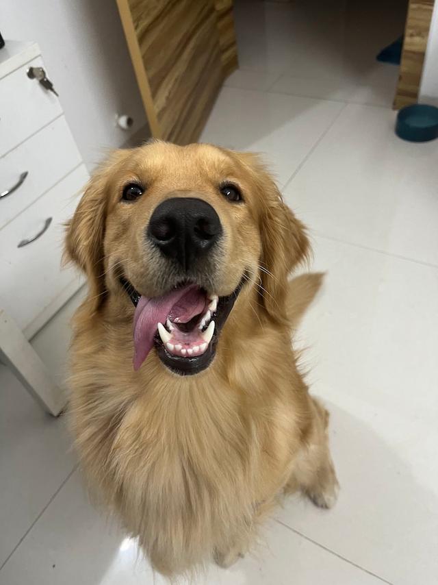 https://images.dog.ceo/breeds/retriever-golden/joey_IMG_0633.jpg