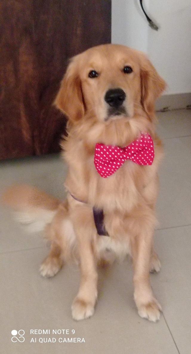 https://images.dog.ceo/breeds/retriever-golden/joey_IMG_20210906_091617_3.jpg