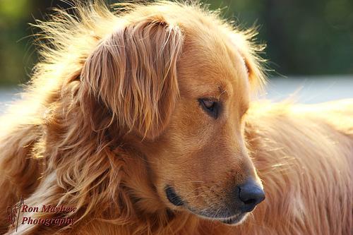 https://images.dog.ceo/breeds/retriever-golden/n02099601_1249.jpg