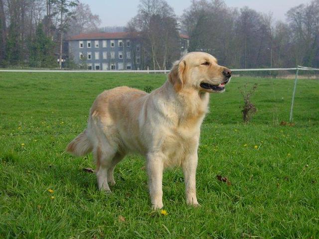 https://images.dog.ceo/breeds/retriever-golden/n02099601_1259.jpg