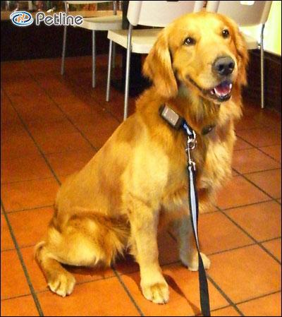 https://images.dog.ceo/breeds/retriever-golden/n02099601_1442.jpg