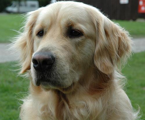 https://images.dog.ceo/breeds/retriever-golden/n02099601_146.jpg