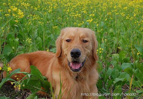 https://images.dog.ceo/breeds/retriever-golden/n02099601_1580.jpg