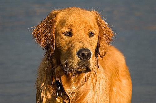 https://images.dog.ceo/breeds/retriever-golden/n02099601_1633.jpg