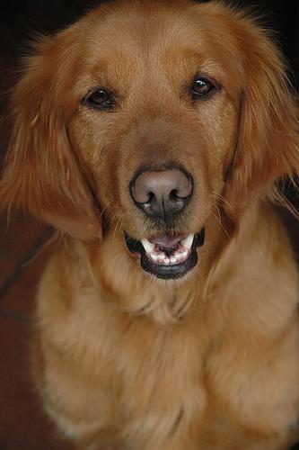 https://images.dog.ceo/breeds/retriever-golden/n02099601_2359.jpg