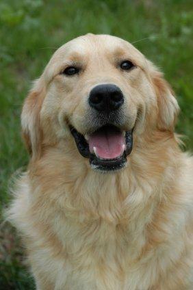 https://images.dog.ceo/breeds/retriever-golden/n02099601_2422.jpg