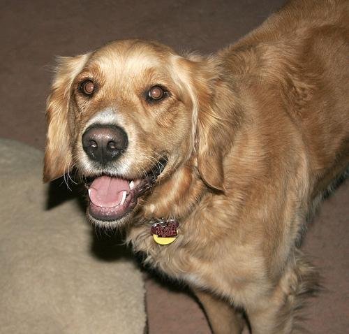 https://images.dog.ceo/breeds/retriever-golden/n02099601_3007.jpg