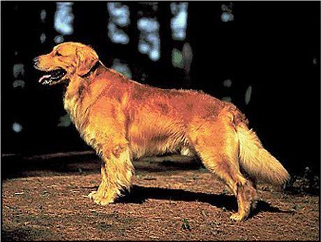 https://images.dog.ceo/breeds/retriever-golden/n02099601_304.jpg