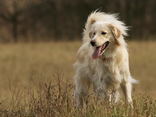 https://images.dog.ceo/breeds/retriever-golden/n02099601_3262.jpg