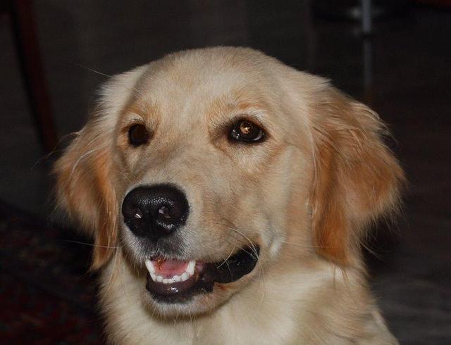 https://images.dog.ceo/breeds/retriever-golden/n02099601_3360.jpg