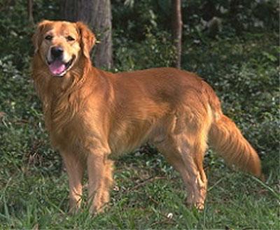 https://images.dog.ceo/breeds/retriever-golden/n02099601_3414.jpg