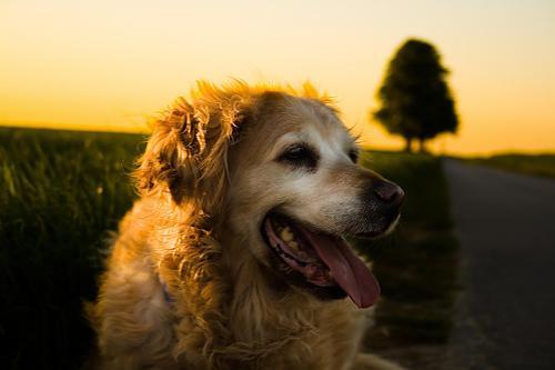 https://images.dog.ceo/breeds/retriever-golden/n02099601_3720.jpg