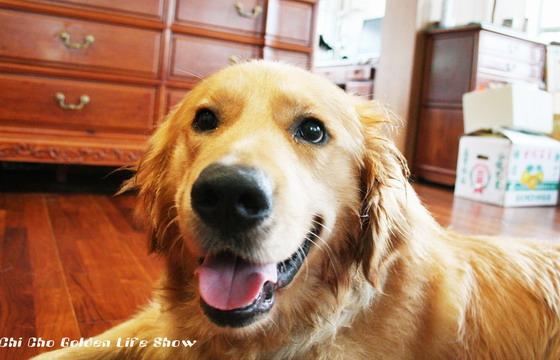 https://images.dog.ceo/breeds/retriever-golden/n02099601_3738.jpg