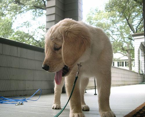 https://images.dog.ceo/breeds/retriever-golden/n02099601_447.jpg